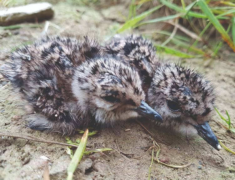 Lapwing chicks