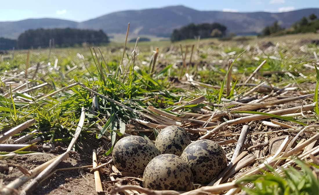 A Lapwing nest on the farm at Auchnerran A Lapwing nest on the farm at Auchnerran