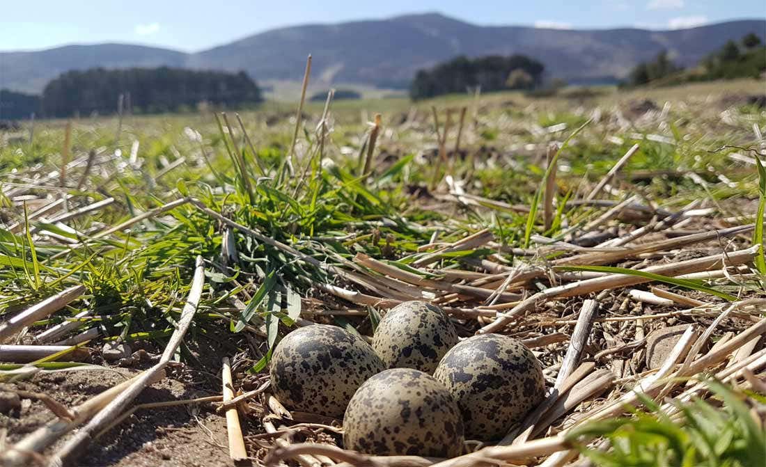 A Lapwing nest on the farm at Auchnerran 