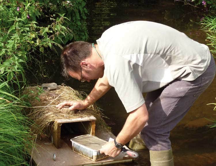 Monitoring a mink raft on the River Monnow Monitoring a mink raft on the River Monnow