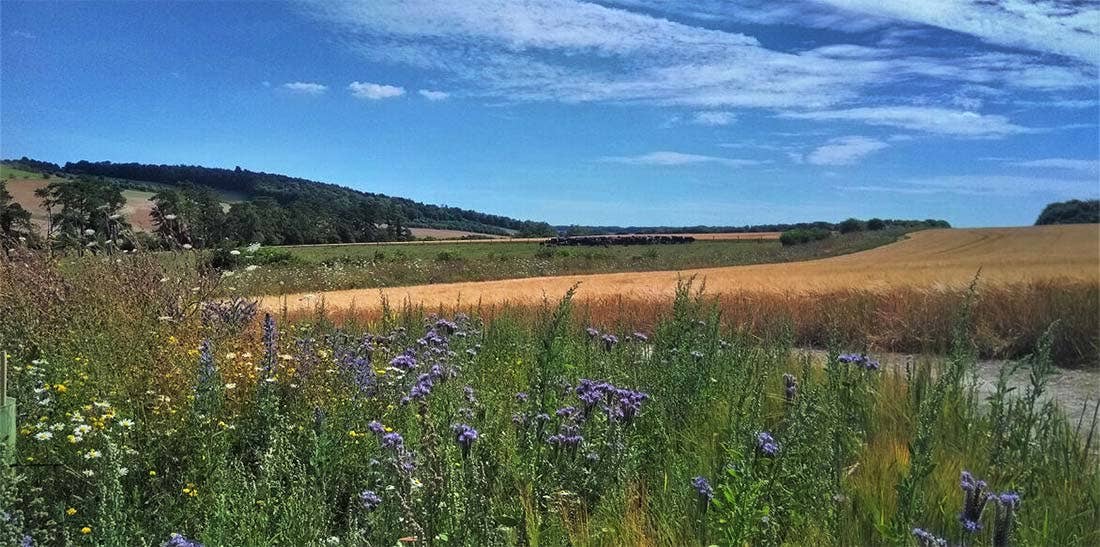 New wildlife corridors criss-crossing a Farmer Cluster