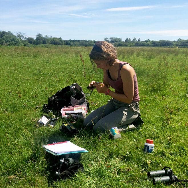 Lapwing research in the Avon Valley