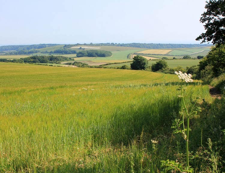 Landscape from the Sussex Study Landscape from the Sussex Study