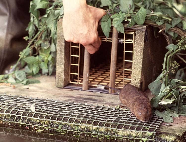 A water vole on a tributary of the River Monnow