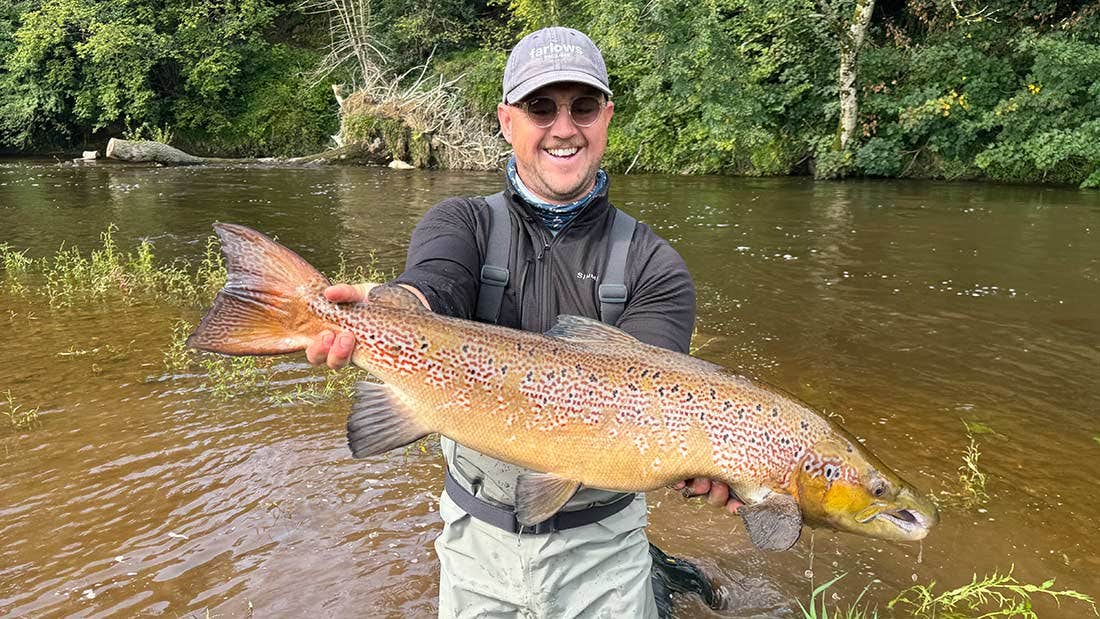 Stunning autumn salmon with brown and red colouring