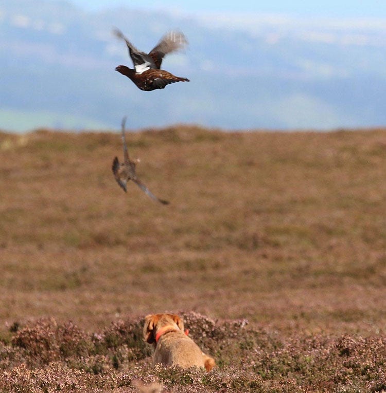 Griffon flushing the grouse A dog low to the ground on the moorland flushing the grouse