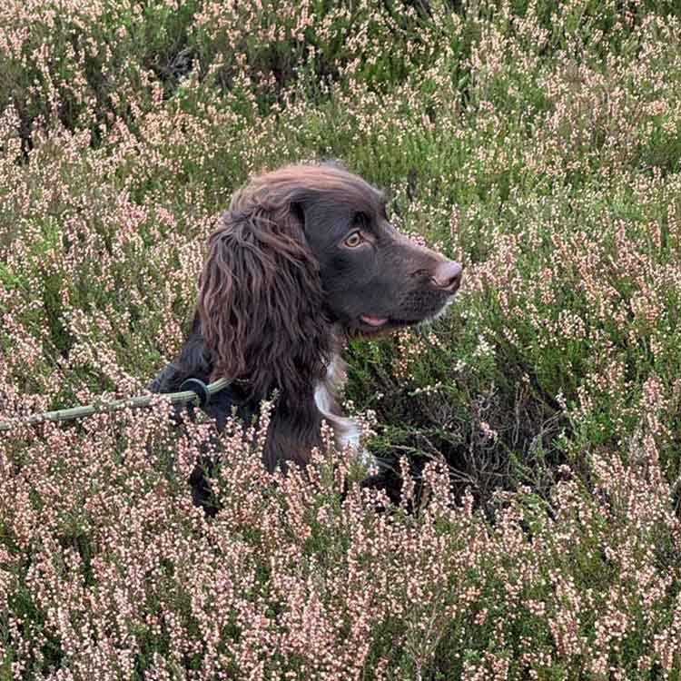 And the latest addition, Duke - a 1 year old Cocker Spaniel Duke - a 1 year old Cocker Spaniel