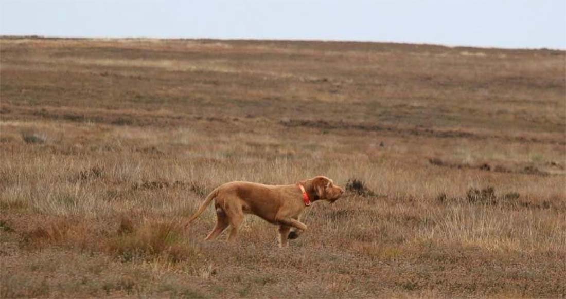 Griffon, Nick’s Hungarian wire haired Vizsla, working the moorland A Hungarian wire haired Vizsla, working the moorland