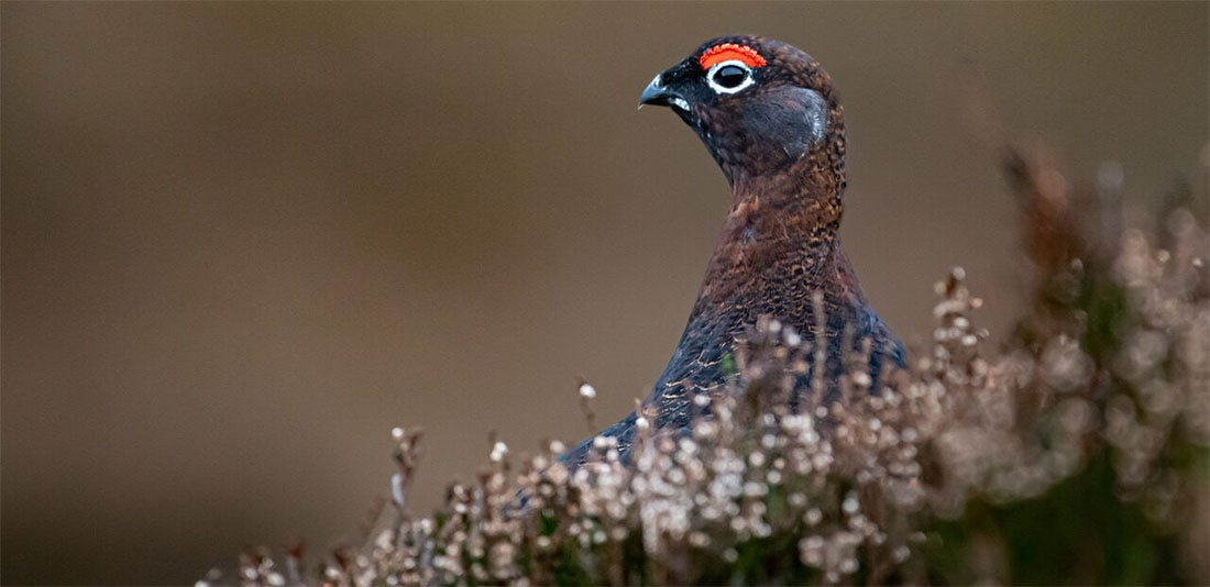 The stunning red grouse A stunning red grouse poking out of the moorland