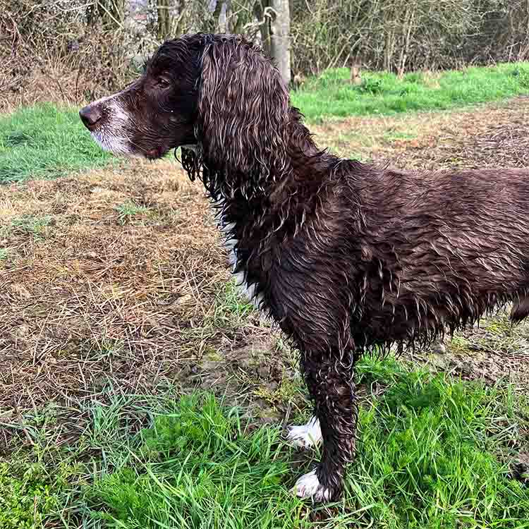 Merlin - a 12 year old Cocker Spaniel Merlin - a 12 year old Cocker Spaniel