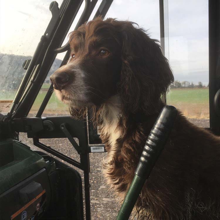 Merlin loves to be in pole position! Merlin loves to be in pole position!