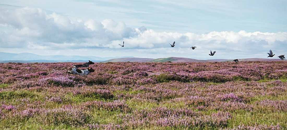 UK heather moorlands – globally important Grouse flying over heather moorlands with gun dogs on the ground