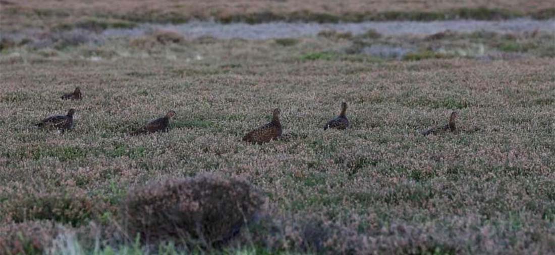 Grouse in their natural habitat Multiple grouse in their natural habitat walking on the moorland