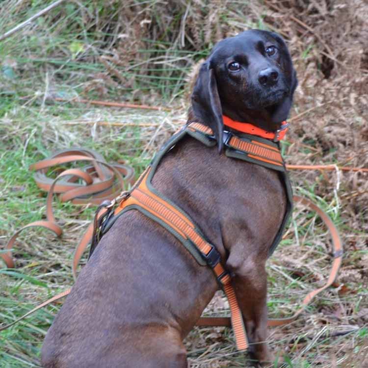 Woody - a 7 year old Bavarian Mountain Hound Woody - a 7 year old Bavarian Mountain Hound
