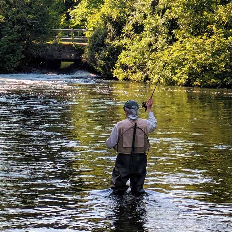 Fly Fishing Fly Fishing in the middle of a river with waders on