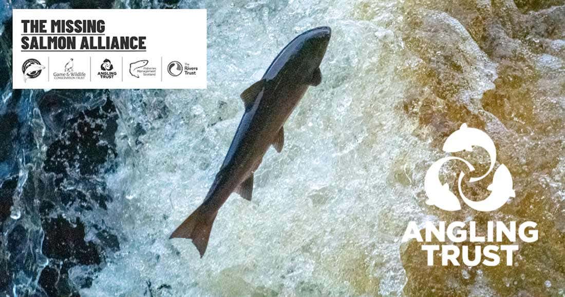 The Missing Salmon Alliance The Missing Salmon Alliance