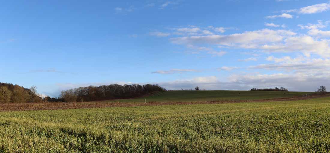 The landscape at Loddington Blue skies and crop fields covering the landscape at Loddington
