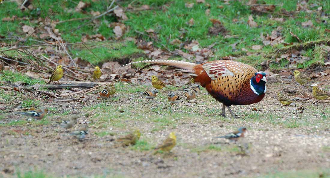 A pheasant and farmland birds at Loddington A male pheasant pictured with other farmland birds