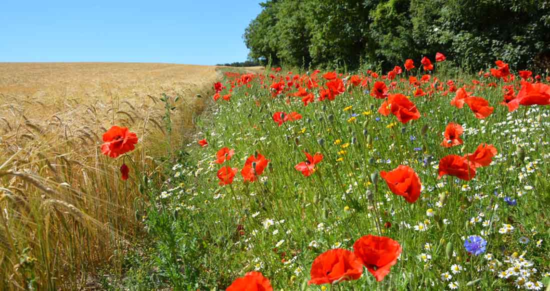 An arable flora margin and barley crop at Loddington An arable flora margin with wildflowers and barley crop