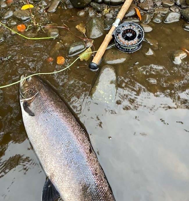 Rupert D'Oyly with a salmon Salmon in the water with pebble shore