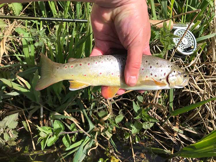 My first one of the day Brown trout catch pictured held, with fly rod in background