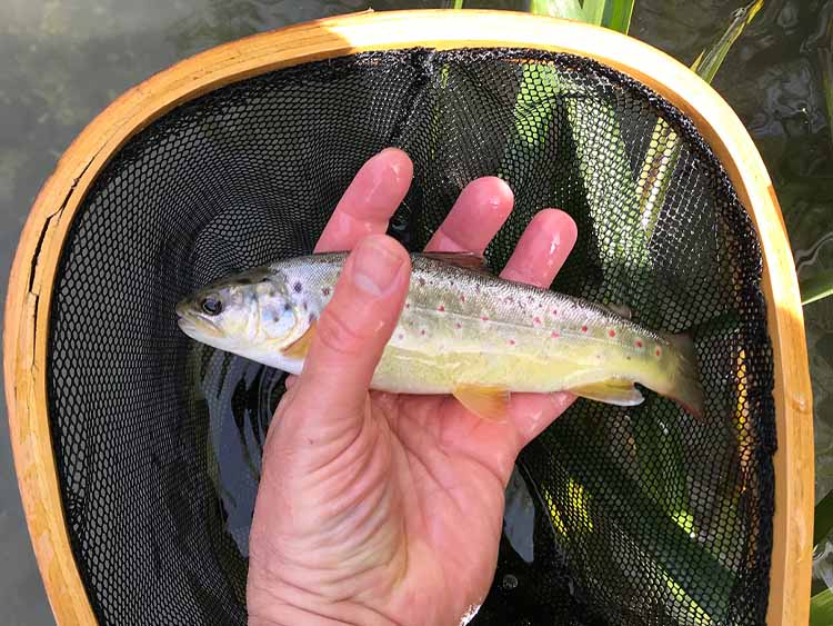 A beautiful brown trout Brown trout catch pictured held, with fishing net in background