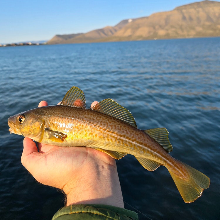 Beautiful Arctic Char pic Beautiful Arctic Char pic