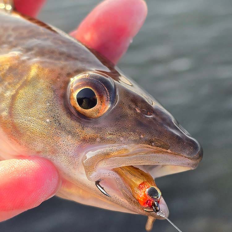 Arctic Char pictured with a fly in its mouth Arctic Char pictured with a fly in its mouth