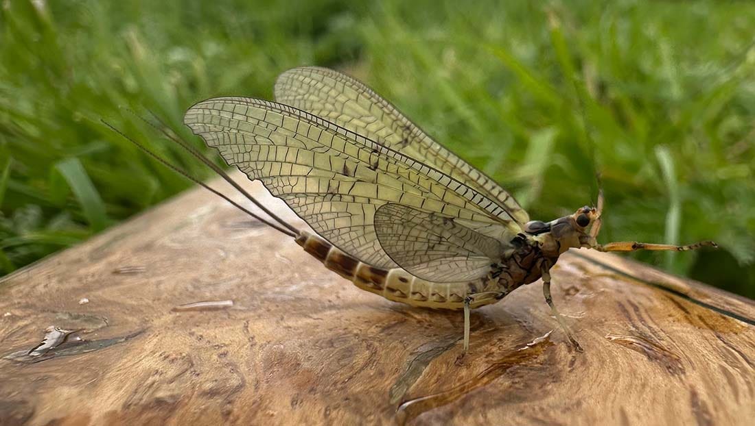 The magical mayfly A mayfly pictured in the wild