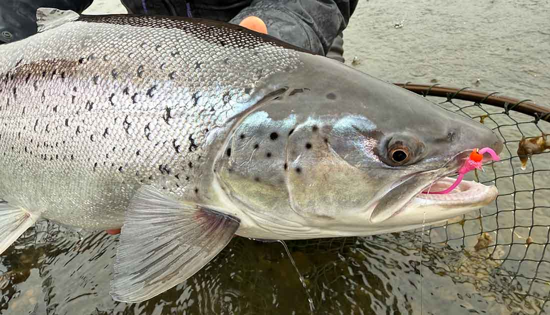 Using an Indicator for big sea trout Sea trout pictured in the water with a net before release